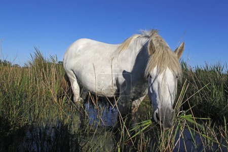 Photo for Camargue Horse, Standing in Swamp, Eating Grass, Saintes Marie de la Mer in The South of France - Royalty Free Image