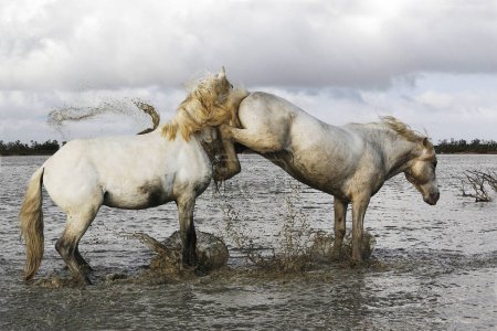Photo for Camargue Horse, Stallions fighting in Swamp, Saintes Marie de la Mer in Camargue, in the South of France - Royalty Free Image