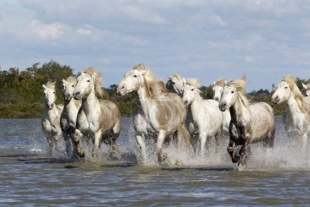 Photo for Camargue Horse, Herd Galloping through Swamp, Saintes Marie de la Mer in The South of France - Royalty Free Image