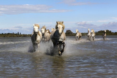 Téléchargez les photos : CAMARGUE HORSE, Troupeau en nage, SAINTES MARIE DE LA MER, SUD DE LA FRANCE - en image libre de droit
