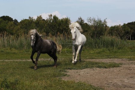 Photo for Camargue Horse, Adult and Young playing, Saintes Marie de la Mer in The South of France - Royalty Free Image