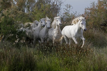 Foto de CAMARGUE HORSE, HERD, SANTOS MARIE DE LA MER EN EL SUR DE FRANCIA - Imagen libre de derechos