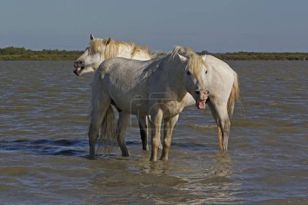Photo for Camargue Horse, Standing in Swamp, Saintes Marie de la Mer in The South of France - Royalty Free Image