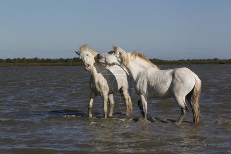 Photo for Camargue Horse, Stallions fighting in Swamp, Saintes Marie de la Mer in Camargue, in the South of France - Royalty Free Image