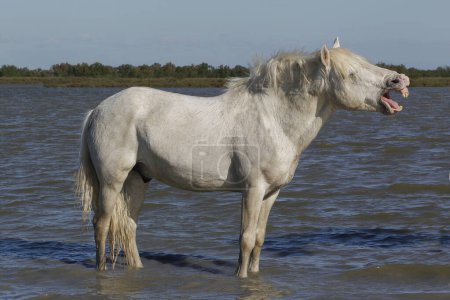 Photo for Camargue Horse, Standing in Swamp, Yawning, Saintes Marie de la Mer in The South of France - Royalty Free Image