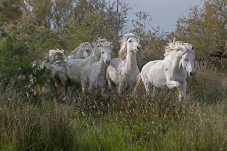 Photo for Camargue Horse, Herd, Saintes Marie de la Mer in The South of France - Royalty Free Image