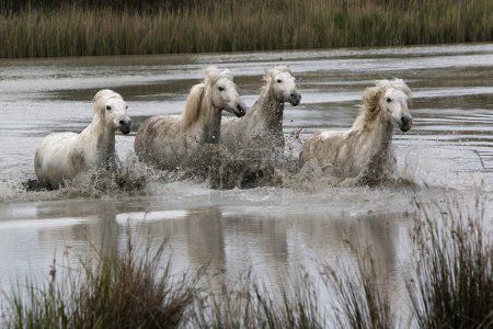 Photo for Camargue Horse, Herd in Swamp, Saintes Marie de la Mer in The South of France - Royalty Free Image