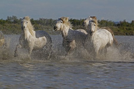 Photo for Camargue Horse, Herd in Swamp, Saintes Marie de la Mer in The South of France - Royalty Free Image