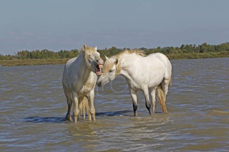 Foto de Camargue Horse, Standing in Swamp, Yawning, Saintes Marie de la Mer en el sur de Francia - Imagen libre de derechos