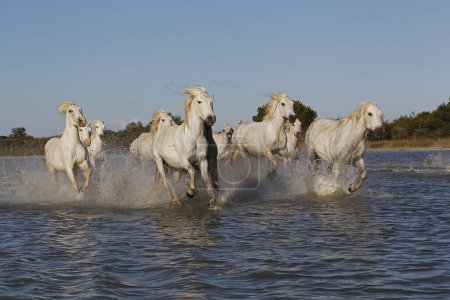 Photo for Camargue Horse, Herd Galloping through Swamp, Saintes Marie de la Mer in The South of France - Royalty Free Image