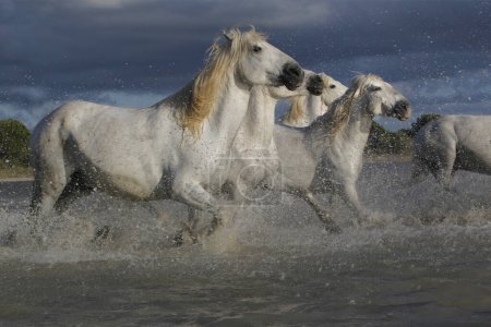 Photo for Camargue Horse, Group Galloping through Swamp, Saintes Marie de la Mer in The South of France - Royalty Free Image