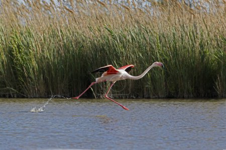 Foto de Gran Flamenco, phoenicopterus ruber roseus, Adulto en Vuelo, Despegando del Pantano, Camargue en el Sureste de Francia - Imagen libre de derechos