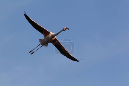 Photo for Greater Flamingo, phoenicopterus ruber roseus, Adult in Flight, Camargue in the South East of France - Royalty Free Image