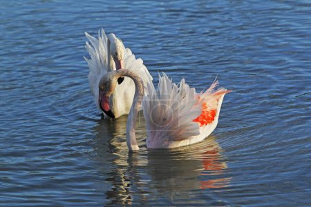 Photo for Greater Flamingo, phoenicopterus ruber roseus, Pair standing in Swamp, Courtship Display, Camargue in the South East of France - Royalty Free Image