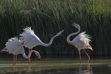 Foto de Greater Flamingo, phoenicopterus ruber roseus, Grupo de pie en Swamp, Camargue en el sudeste de Francia - Imagen libre de derechos