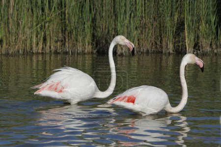 Greater Flamingo, phoenicopterus ruber roseus, pair standing in Swamp, Camargue in the South East of France
