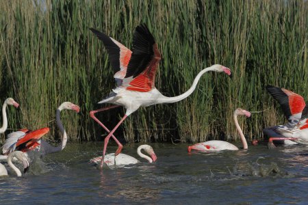 Photo for Greater Flamingo, phoenicopterus ruber roseus, Adult in Flight, Taking off from Swamp, Camargue in the South East of France - Royalty Free Image
