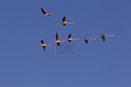 Photo for Greater Flamingo, phoenicopterus ruber roseus, Group in Flight, Camargue in the South East of France - Royalty Free Image
