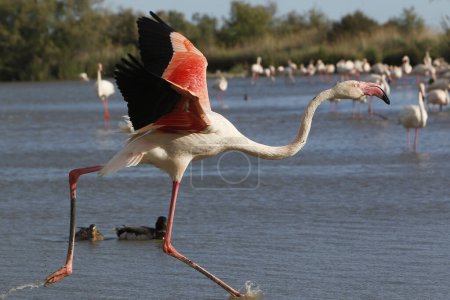 Photo for Greater Flamingo, phoenicopterus ruber roseus, Adult in Flight, Taking off from Swamp, Camargue in the South East of France - Royalty Free Image