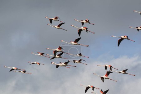 Photo for Greater Flamingo, phoenicopterus ruber roseus, Group in Flight, Camargue in the South East of France - Royalty Free Image