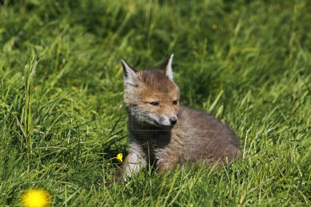 Foto de Red Fox, vulpes vulpes, Pup sitting, Normandía en Francia - Imagen libre de derechos