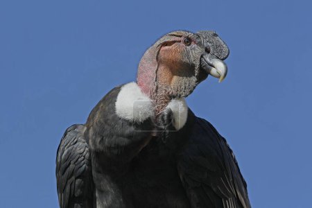 Foto de Cóndor Andino, vultur gryphus, retrato de Hombre - Imagen libre de derechos