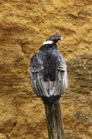 Téléchargez les photos : Condor andin, vultur gryphus, Homme debout sur le poteau - en image libre de droit
