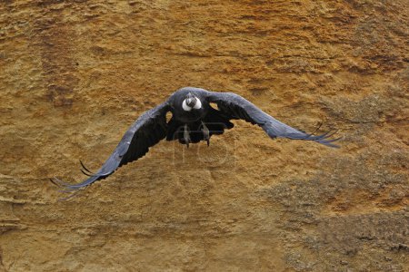 Foto de Cóndor Andino, Vultur gryphus, Hembra en Vuelo - Imagen libre de derechos