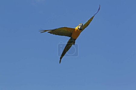 Foto de Guacamayo azul y amarillo, ara ararauna, Adulto en vuelo - Imagen libre de derechos