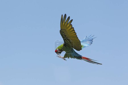 Militaire Macaw, ara militaris, Adulte en fuite
