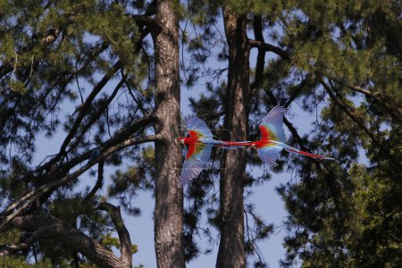 Téléchargez les photos : Aras rouge et vert, ara chloroptera, paire en vol - en image libre de droit