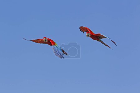 Foto de Guacamayo rojo y verde, ara chloroptera, par en vuelo - Imagen libre de derechos