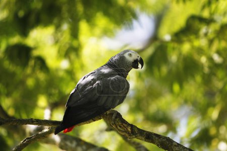 Téléchargez les photos : Perroquet gris d'Afrique, psittacus erithacus, adulte debout sur la branche - en image libre de droit