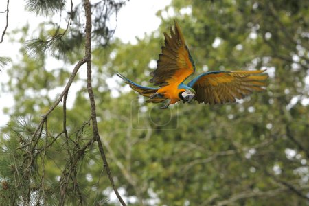 Photo for Blue and Yellow Macaw, ara ararauna, Adult in Flight - Royalty Free Image