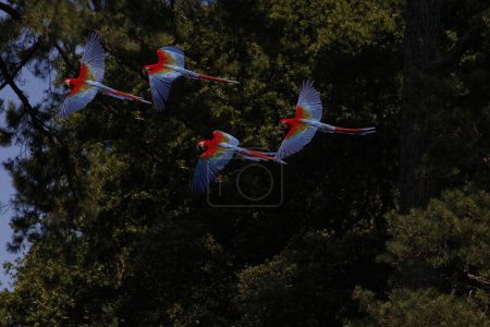 Téléchargez les photos : Aras rouge et vert, ara chloroptera, Groupe en vol - en image libre de droit