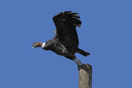 Foto de Cóndor Andino, vultur gryphus, Hombre en Vuelo, despegando de Post - Imagen libre de derechos