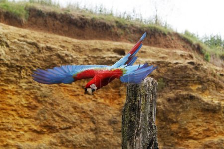 Photo for Red-and-Green Macaw, ara chloroptera, Adult in Flight - Royalty Free Image