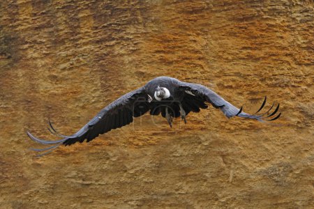 Foto de Cóndor Andino, Vultur gryphus, Hembra en Vuelo - Imagen libre de derechos