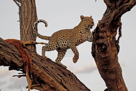 Téléchargez les photos : Léopard, panthera pardus, adulte debout dans un arbre, avec une mort, réserve de Moremi, delta de l'Okavango au Botswana - en image libre de droit
