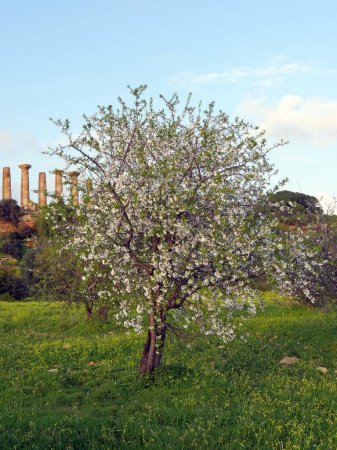 Photo for Almond Tree, prunus dulcis, Temple of Hercules or Tempio di Ercole, Agrigento, Temple's Valley Sicily, Italy - Royalty Free Image