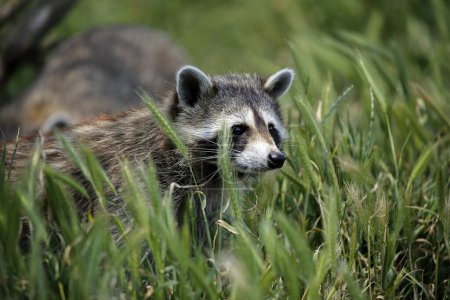 Photo for Raccoon, procyon lotor, Adult standing in Long Grass - Royalty Free Image