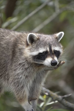 Photo for Raccoon, procyon lotor, Adult - Royalty Free Image
