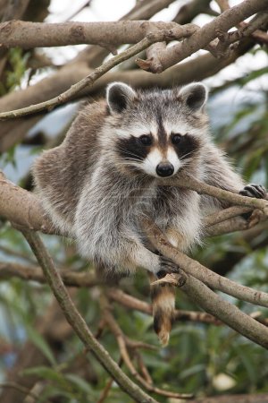 Photo for Raccoon, procyon lotor, Adult perched on Branch - Royalty Free Image