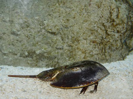 Photo for Atlantic Horseshoe Crab, limulus polyphemus - Royalty Free Image