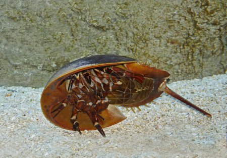 Photo for Atlantic Horseshoe Crab, limulus polyphemus - Royalty Free Image