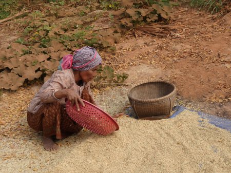 Photo for Woman Picking over Rice, Seam Reap, Cambodia - Royalty Free Image