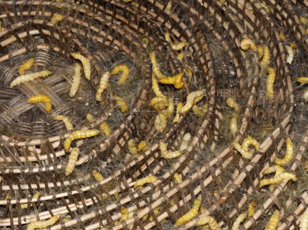 Foto de Provincia de Seam Reap, Artesanía, Trabajos de seda, cría de gusanos de seda, Camboya - Imagen libre de derechos