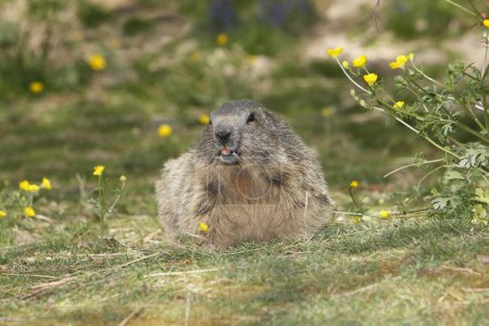 Foto de Marmota alpina, marmota marmota, adulto de pie sobre hierba, Alpes en el sureste de Francia - Imagen libre de derechos
