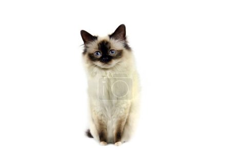 Photo for Seal Birmanese Domestic Cat, Adult sitting against White Background - Royalty Free Image