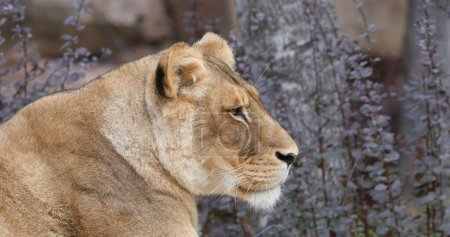 Photo for African Lion, panthera leo, Female, Masai Mara Park in Kenya - Royalty Free Image
